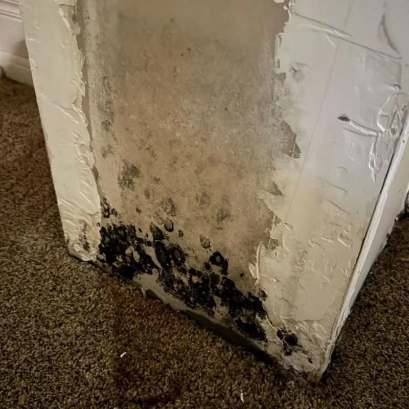 Professional Mold Removal in Oak Hills, CA